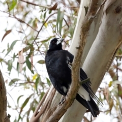 Gymnorhina tibicen at Fyshwick, ACT - 2 Dec 2023 10:17 AM