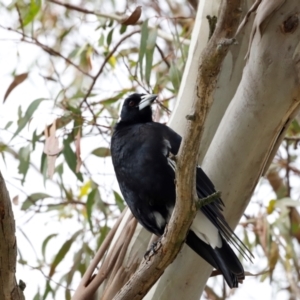 Gymnorhina tibicen at Fyshwick, ACT - 2 Dec 2023 10:17 AM