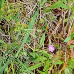 Geranium sp. (Geranium) at Isaacs Ridge and Nearby - 2 Dec 2023 by Mike