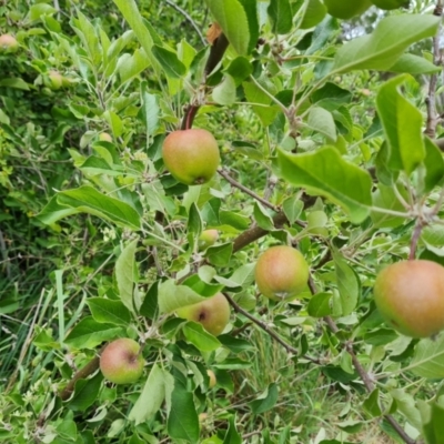 Malus pumila (Apple) at Isaacs Ridge and Nearby - 2 Dec 2023 by Mike