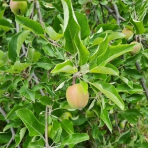 Malus pumila at Isaacs Ridge and Nearby - 2 Dec 2023