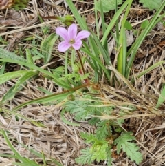 Erodium brachycarpum (Heronsbill) at Isaacs Ridge and Nearby - 2 Dec 2023 by Mike