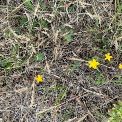 Hypericum gramineum (Small St Johns Wort) at Aranda Bushland - 1 Dec 2023 by KMcCue