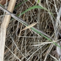 Keyacris scurra (Key's Matchstick Grasshopper) at Aranda Bushland - 2 Dec 2023 by KMcCue