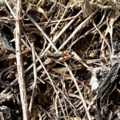 Phaulacridium vittatum (Wingless Grasshopper) at Aranda Bushland - 2 Dec 2023 by KMcCue