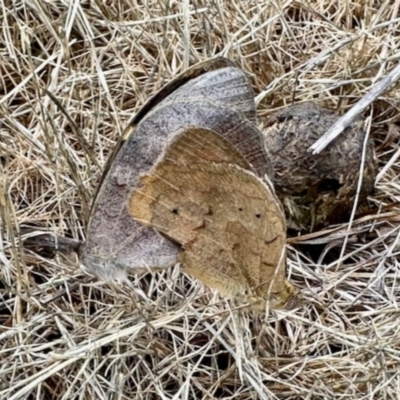Heteronympha merope (Common Brown Butterfly) at Aranda Bushland - 1 Dec 2023 by KMcCue