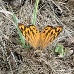 Heteronympha merope at Aranda Bushland - 2 Dec 2023 10:11 AM