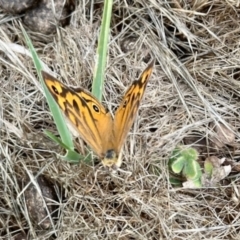 Heteronympha merope at Aranda Bushland - 2 Dec 2023 10:11 AM