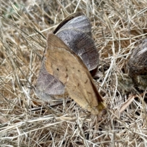 Heteronympha merope at Aranda Bushland - 2 Dec 2023