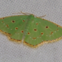 Comostola laesaria (A geometrid moth) at Sheldon, QLD - 1 Dec 2007 by PJH123