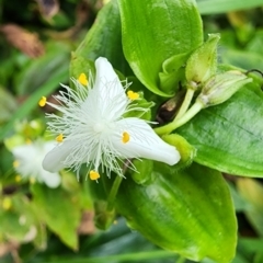 Tradescantia fluminensis (Trad, Wandering Jew) at Northbridge, NSW - 2 Dec 2023 by Steve818