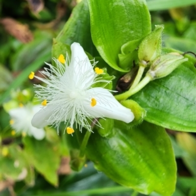 Tradescantia fluminensis (Trad, Wandering Jew) at Northbridge, NSW - 2 Dec 2023 by Steve818