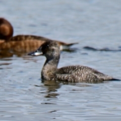 Oxyura australis (Blue-billed Duck) at Dunlop, ACT - 1 Dec 2023 by Thurstan