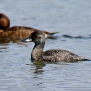 Oxyura australis at West Belconnen Pond - 2 Dec 2023