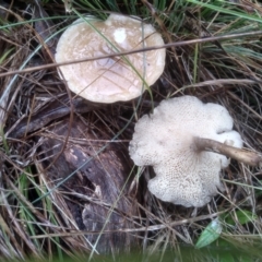 Lentinus arcularius (Fringed Polypore) at Cooma, NSW - 29 Nov 2023 by mahargiani