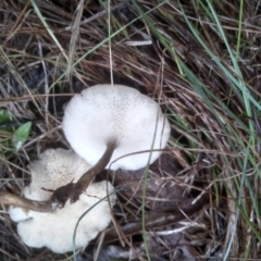 Lentinus arcularius at Cooma, NSW - 29 Nov 2023