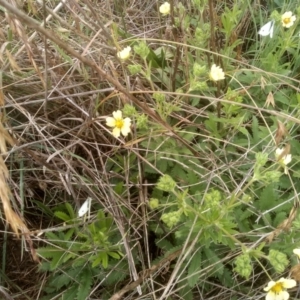 Potentilla recta at Polo Flat, NSW - 2 Dec 2023 09:57 AM