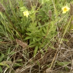 Potentilla recta at Polo Flat, NSW - 2 Dec 2023 09:57 AM