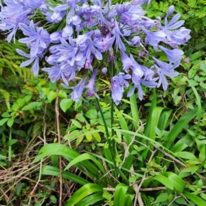 Agapanthus praecox subsp. orientalis at Northbridge, NSW - 2 Dec 2023