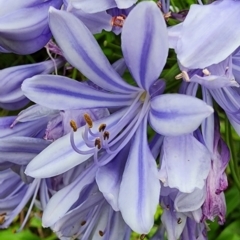 Agapanthus praecox subsp. orientalis at Northbridge, NSW - 2 Dec 2023