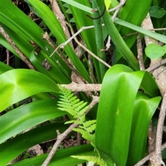 Agapanthus praecox subsp. orientalis at Northbridge, NSW - 2 Dec 2023