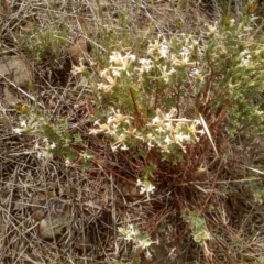 Pimelea linifolia subsp. caesia (Slender Rice Flower) at Cooma, NSW - 1 Dec 2023 by mahargiani