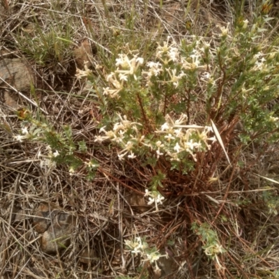 Pimelea linifolia subsp. caesia (Slender Rice Flower) at Cooma Grasslands Reserves - 1 Dec 2023 by mahargiani