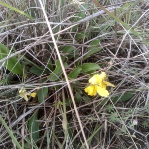 Velleia paradoxa at Cooma Grasslands Reserves - 2 Dec 2023