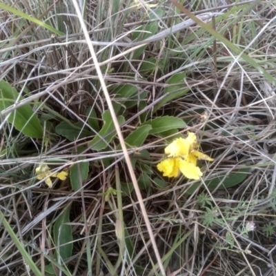 Velleia paradoxa (Spur Velleia) at Cooma Grasslands Reserves - 1 Dec 2023 by mahargiani