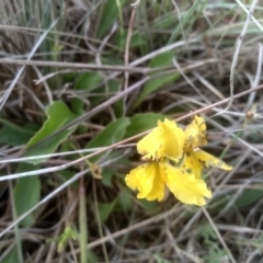 Goodenia paradoxa at Cooma Grasslands Reserves - 2 Dec 2023