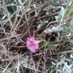 Convolvulus angustissimus subsp. angustissimus at Cooma Grasslands Reserves - 2 Dec 2023