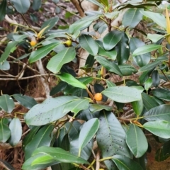 Ficus rubiginosa (Port Jackson or Rusty Fig) at Northbridge, NSW - 2 Dec 2023 by Steve818