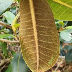 Ficus rubiginosa at Northbridge, NSW - 2 Dec 2023