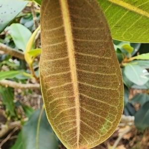 Ficus rubiginosa at Northbridge, NSW - 2 Dec 2023