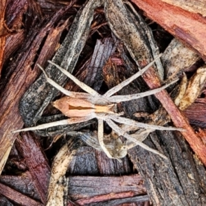 Argoctenus sp. (genus) at Conder, ACT - 30 Nov 2023