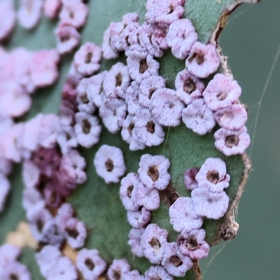 Ceroplastes rubens at WREN Reserves - 30 Nov 2023 by KylieWaldon