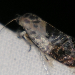 Eupselia carpocapsella (Common Eupselia Moth) at Sheldon, QLD - 30 Nov 2007 by PJH123