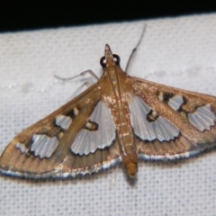 Glyphodes microta (A Crambid moth) at Sheldon, QLD - 30 Nov 2007 by PJH123