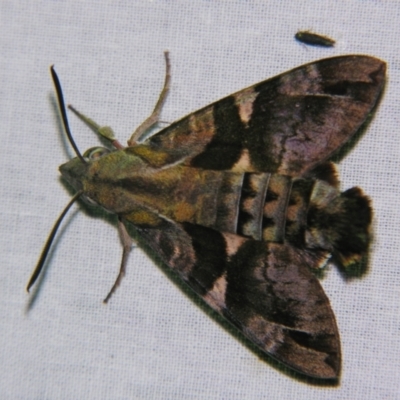 Macroglossum errans (Australian Hummingbird Hawkmoth) at Sheldon, QLD - 30 Nov 2007 by PJH123