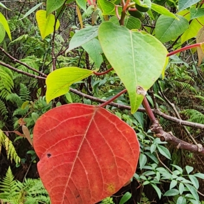 Homalanthus populifolius (Bleeding Heart) at Northbridge, NSW - 2 Dec 2023 by Steve818