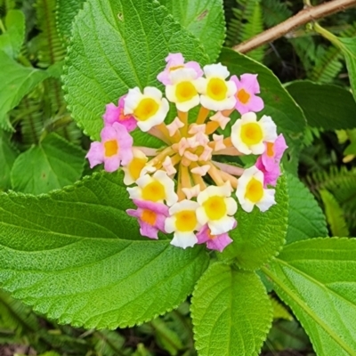 Lantana camara (Lantana) at Northbridge, NSW - 2 Dec 2023 by Steve818