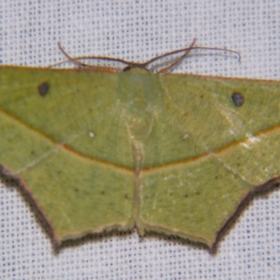 Traminda aventiaria (A Geometer moth) at Sheldon, QLD - 30 Nov 2007 by PJH123