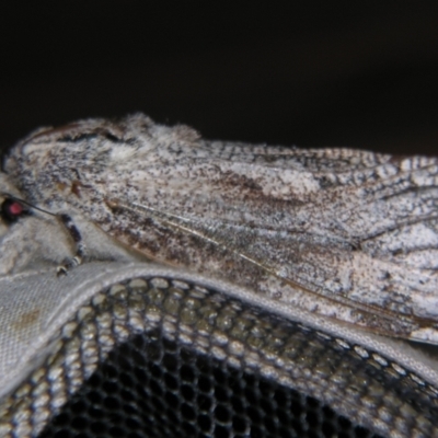 Trismelasmos donovani (A Wood moth (Cossidae)) at Sheldon, QLD - 30 Nov 2007 by PJH123