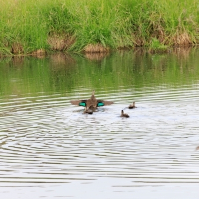 Anas superciliosa (Pacific Black Duck) at Fyshwick, ACT - 2 Dec 2023 by JimL