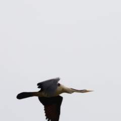 Anhinga novaehollandiae (Australasian Darter) at Fyshwick, ACT - 1 Dec 2023 by JimL