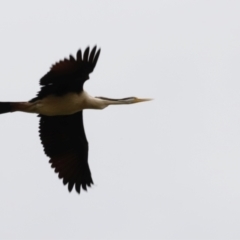 Anhinga novaehollandiae at Fyshwick, ACT - 2 Dec 2023