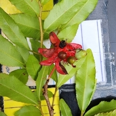 Ochna serrulata (Mickey Mouse Plant) at Northbridge, NSW - 2 Dec 2023 by Steve818