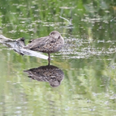 Anas gracilis (Grey Teal) at Jerrabomberra Wetlands - 1 Dec 2023 by JimL