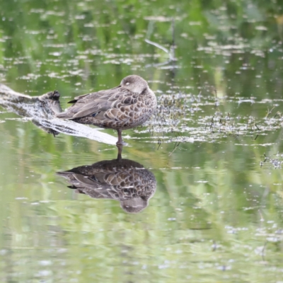 Anas gracilis (Grey Teal) at Jerrabomberra Wetlands - 1 Dec 2023 by JimL