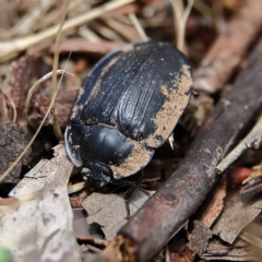 Pterohelaeus piceus (Pie-dish beetle) at Higgins, ACT - 2 Dec 2023 by Trevor
